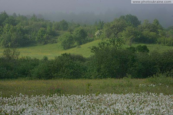 Valley of narcissus. Mounds of valley Zakarpattia Region Ukraine photos