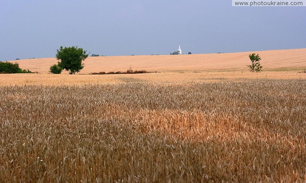 Zaluzhzhia. Endless sea of wheat Zakarpattia Region Ukraine photos