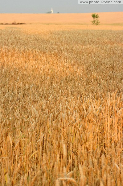 Zaluzhzhia. Wheat field to horizon Zakarpattia Region Ukraine photos