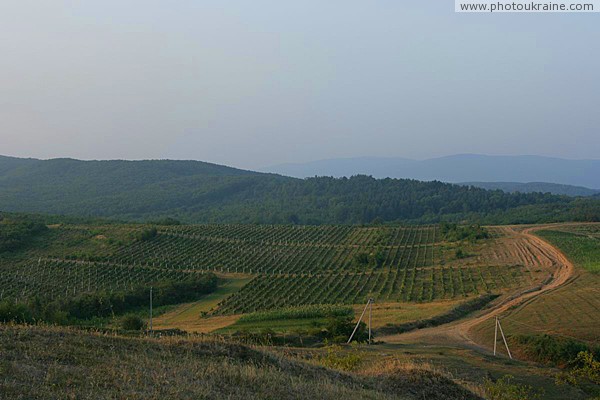 Irshava. Vineyards on southern slopes of foothills Zakarpattia Region Ukraine photos
