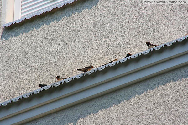 Irshava. Sparrows bask in sun Zakarpattia Region Ukraine photos
