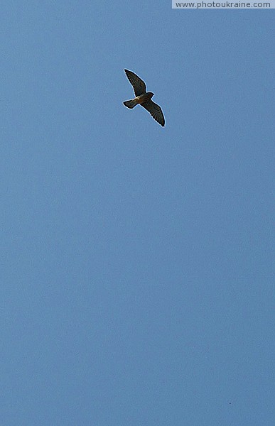 Mukacheve. Threatening bird in sky above Palanok Zakarpattia Region Ukraine photos