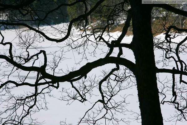 Reserve Synevyr. Tree against of frozen lake Zakarpattia Region Ukraine photos