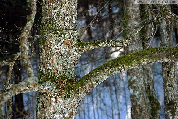 Reserve Synevyr. Spruce logs Zakarpattia Region Ukraine photos
