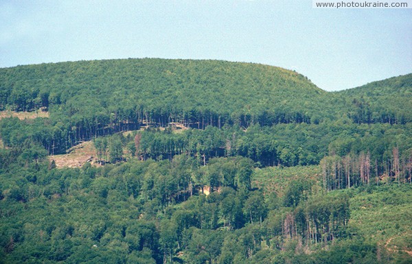 Syniak. Deciduous forest mountains Obavsky Stone Zakarpattia Region Ukraine photos