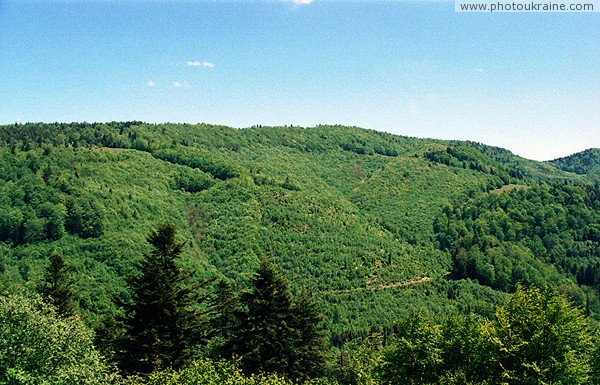 Uzhanskyi Reserve. Wooded slopes of Beskid Zakarpattia Region Ukraine photos