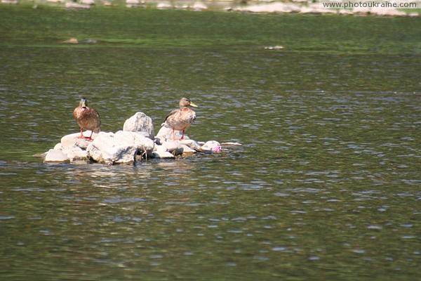 Uzhgorod. Ducks on rocky shoal in middle of river Zakarpattia Region Ukraine photos