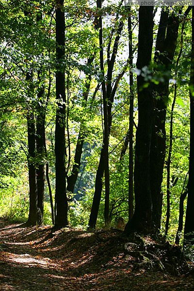 Hust. Wooded slopes of castle hill Zakarpattia Region Ukraine photos