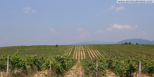 Vineyards go to mountains Zakarpattia Region Ukraine photos