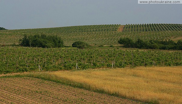 Here comes raw material for Carpathian Wine Zakarpattia Region Ukraine photos