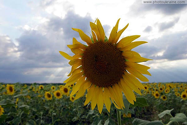 Flowers of sun in vast Ukrainian steppe Zaporizhzhia Region Ukraine photos