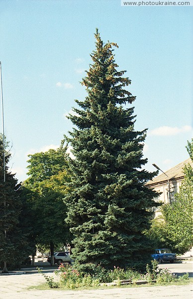Prymorsk. High-fir in central square Zaporizhzhia Region Ukraine photos
