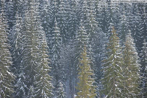Bukovel. Evenly-frosted spruce legs Ivano-Frankivsk Region Ukraine photos