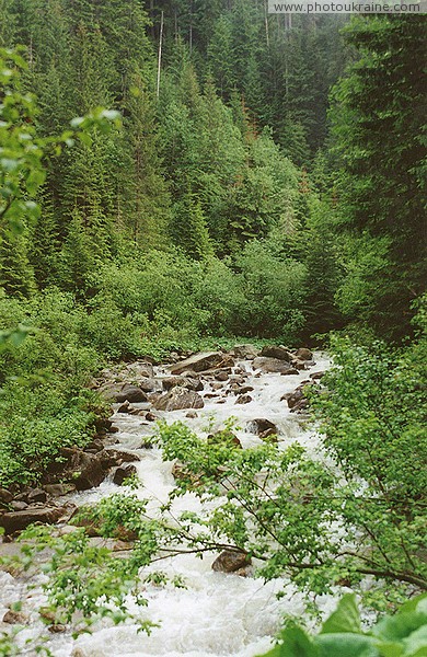 Sportive headwaters of the Prut River at the foot of Mount Hoverla Ivano-Frankivsk Region Ukraine photos
