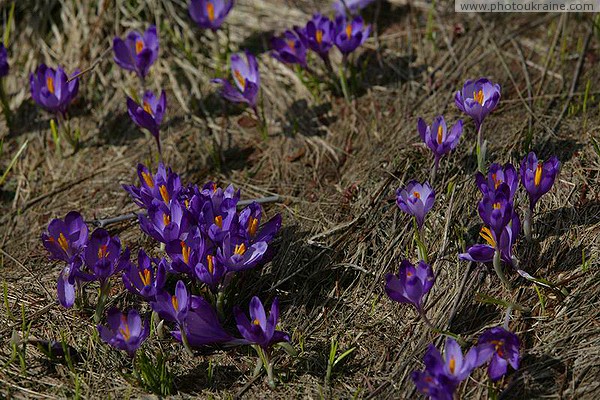 Carpathian NNP. Saffron Carpathian primroses Ivano-Frankivsk Region Ukraine photos