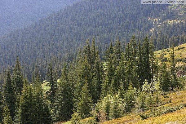 Carpathian NNP. Spruce pile on a mountainside Ivano-Frankivsk Region Ukraine photos