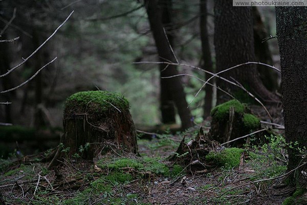 Carpathian NNP. Mossy forest stumps Ivano-Frankivsk Region Ukraine photos