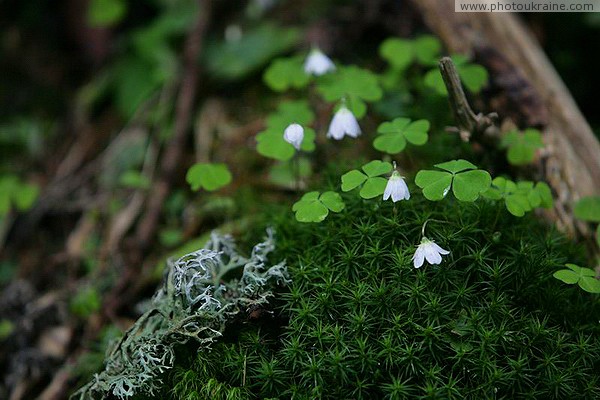 Carpathian NNP. Horsetail-lichen-flower symbiosis Ivano-Frankivsk Region Ukraine photos