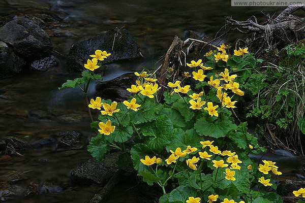 Carpathian NNP. Bright vegetable framing creek Ivano-Frankivsk Region Ukraine photos