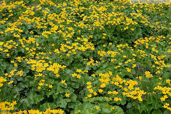 Carpathian NNP. Flower cover in the Brazilian range Ivano-Frankivsk Region Ukraine photos