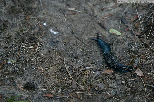 Carpathian NNP. Snail lost shell Ivano-Frankivsk Region Ukraine photos