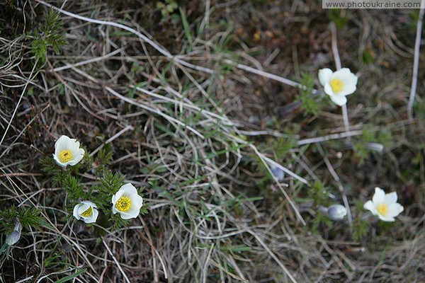 Carpathian NNP. Spring bloom Ivano-Frankivsk Region Ukraine photos