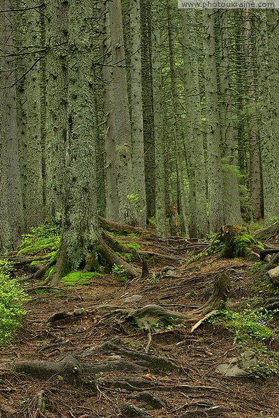 Carpathian NNP. Bare roots and fir trunks Ivano-Frankivsk Region Ukraine photos
