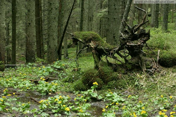 Carpathian NNP. Draped Forest Monster Ivano-Frankivsk Region Ukraine photos