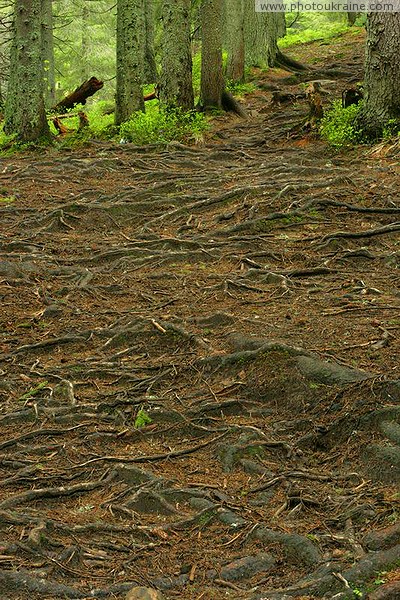 Carpathian NNP. Root blind area of ??the forest trail Ivano-Frankivsk Region Ukraine photos