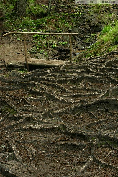 Carpathian NNP. Root pavement forest stream Ivano-Frankivsk Region Ukraine photos