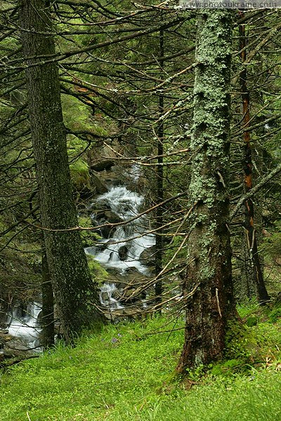 Carpathian NNP. Steep bank of a mountain stream Ivano-Frankivsk Region Ukraine photos