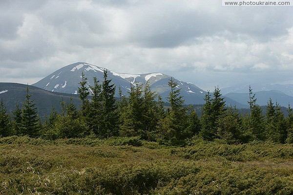 Carpathian NNP. Young spruce support mountain peaks Ivano-Frankivsk Region Ukraine photos
