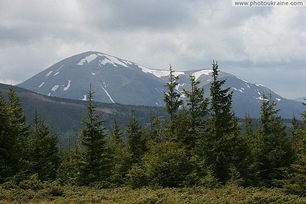 Carpathian NNP. Deciduous forest could not compete Ivano-Frankivsk Region Ukraine photos