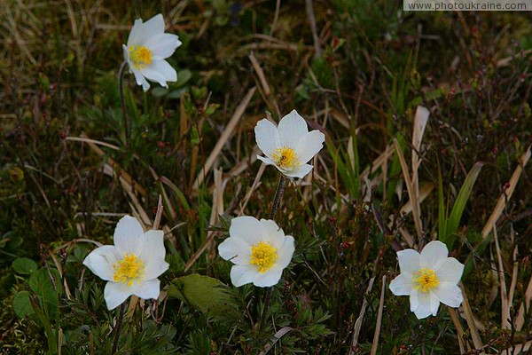Carpathian NNP. White Leaf Primroses Ivano-Frankivsk Region Ukraine photos