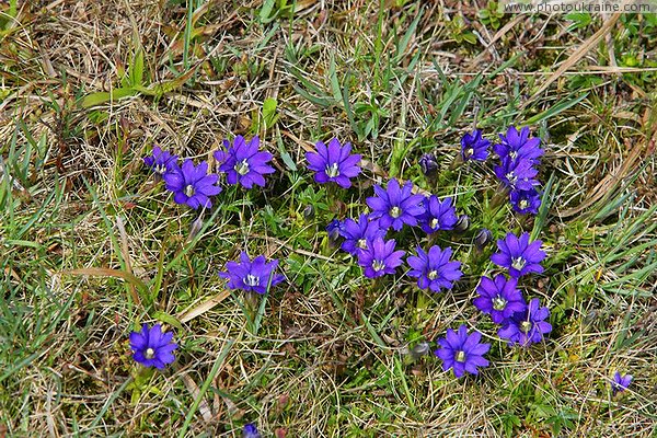 Carpathian NNP. Blue primrose Ivano-Frankivsk Region Ukraine photos