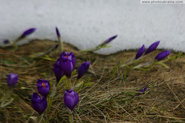 Chornohora. Crocuses come and drive away the snow cover. Ivano-Frankivsk Region Ukraine photos