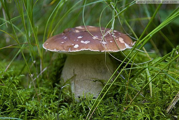 Pre-Carpathians. Mushroom mushroom Ivano-Frankivsk Region Ukraine photos
