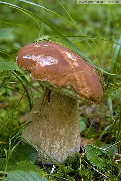 Pre-Carpathians. White mushroom Ivano-Frankivsk Region Ukraine photos