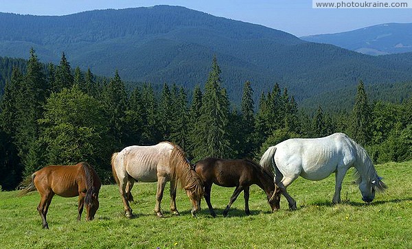 Pre-Carpathians. Horses on a mountain pasture Ivano-Frankivsk Region Ukraine photos