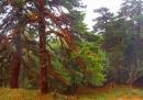 Yalta Reserve. Crimean pines, Autonomous Republic of Crimea, Natural Reserves 