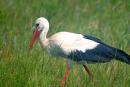 Shatsky park. Stork, Volyn Region, National Natural Parks 