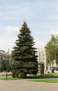 Artemivsk. Fluffy fir in central square, Donetsk Region, Towns 