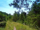 Park Sviati Gory. Young fir park, Donetsk Region, National Natural Parks 
