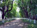 Ushomyr. Main alley of park, Zhytomyr Region, Country Estates 
