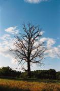 Dead tree, Zhytomyr Region, Roads 