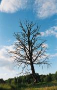 Chilling death of tree, Zhytomyr Region, Roads 