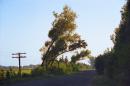 Trees bent in wind, Zhytomyr Region, Roads 