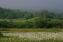 Valley of narcissus. Outskirts of reserve branch, Zakarpattia Region, Natural Reserves 