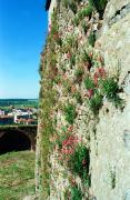 Mukacheve. Wildflowers on south wall of castle, Zakarpattia Region, Fortesses & Castles 
