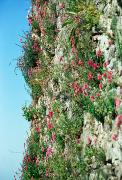 Mukacheve. Flowers accustomed to castle wall, Zakarpattia Region, Fortesses & Castles 
